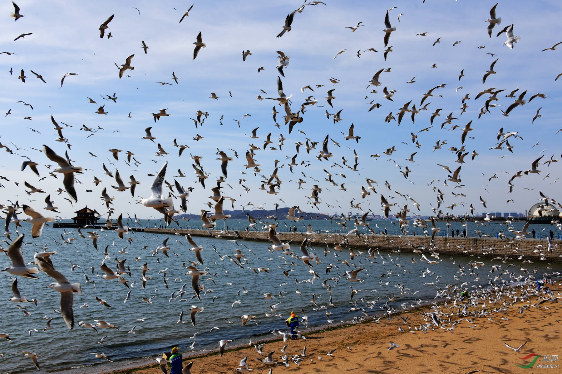 青岛海边海鸥图片图片