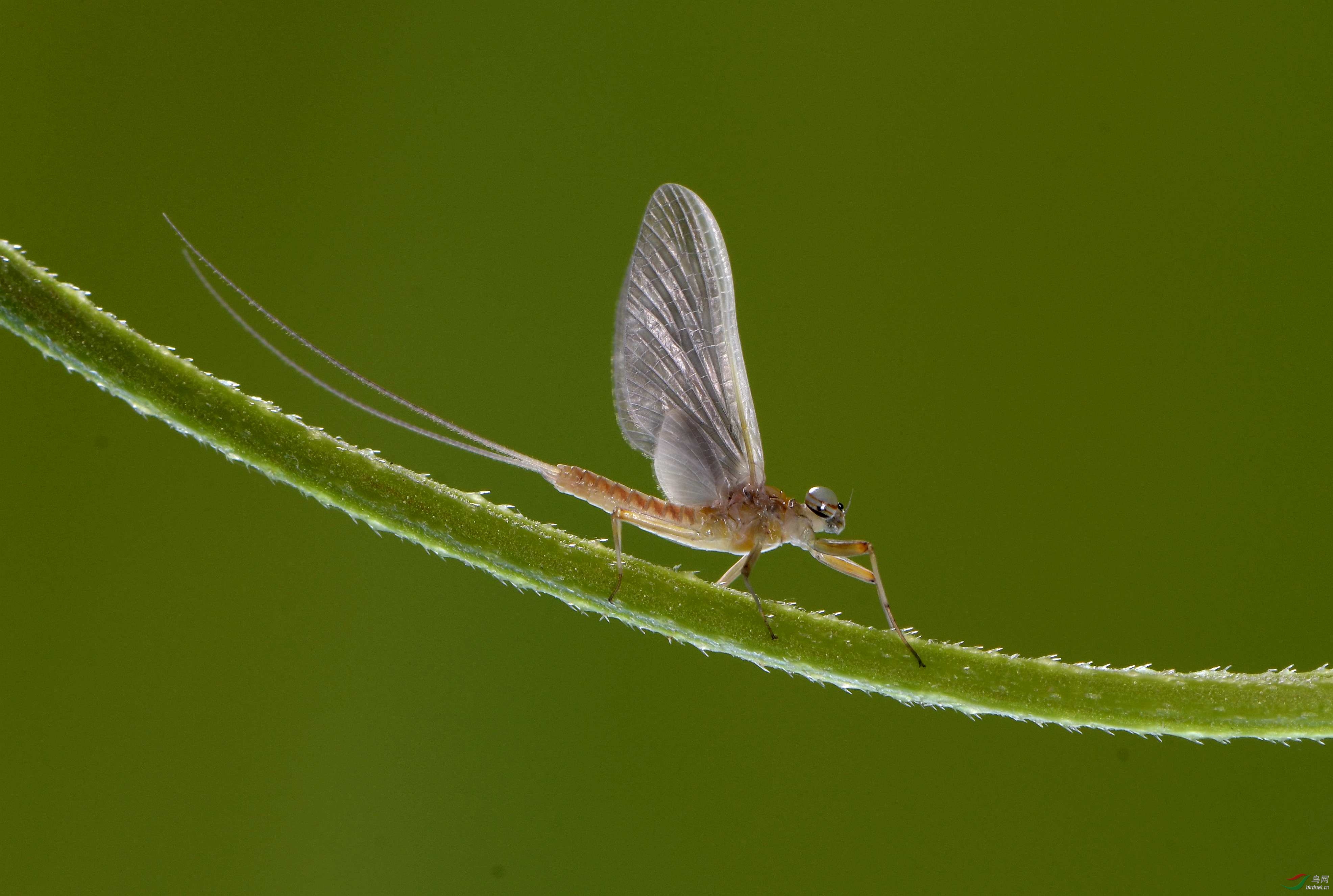 蜉蝣贺获首页精华