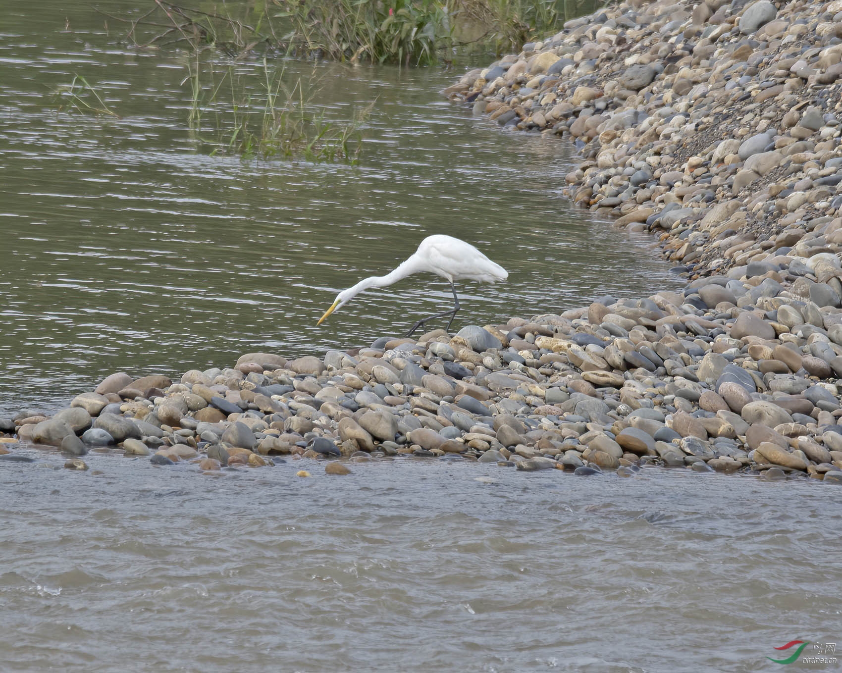 DSC_1996.jpg