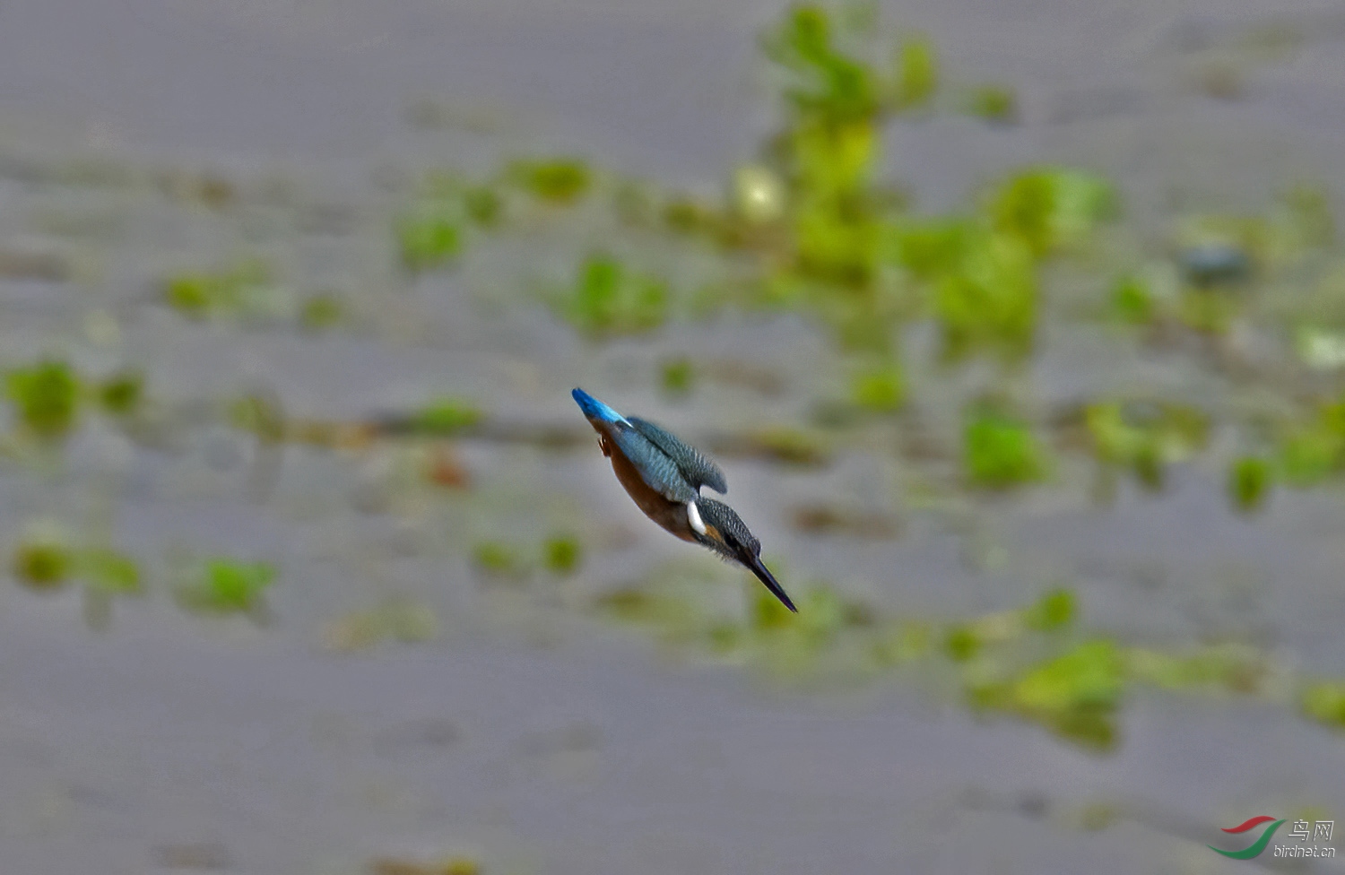 DSC_2795.jpg