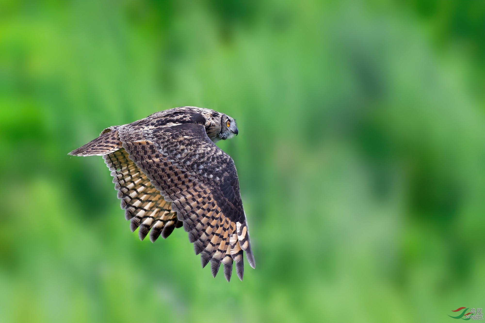 foto1025 ��ʦ�����ڼ���ʡ ������ ������ ���������峯������500.jpg