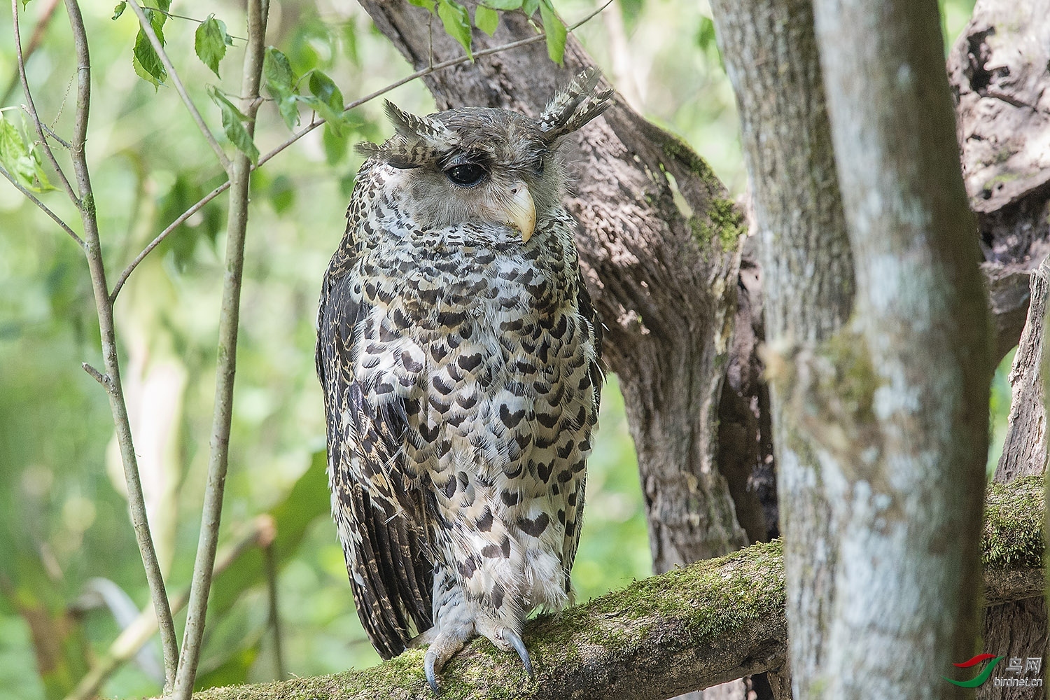 �������� ��ʦ����������ʡ �������������� ˫���� �������.jpg