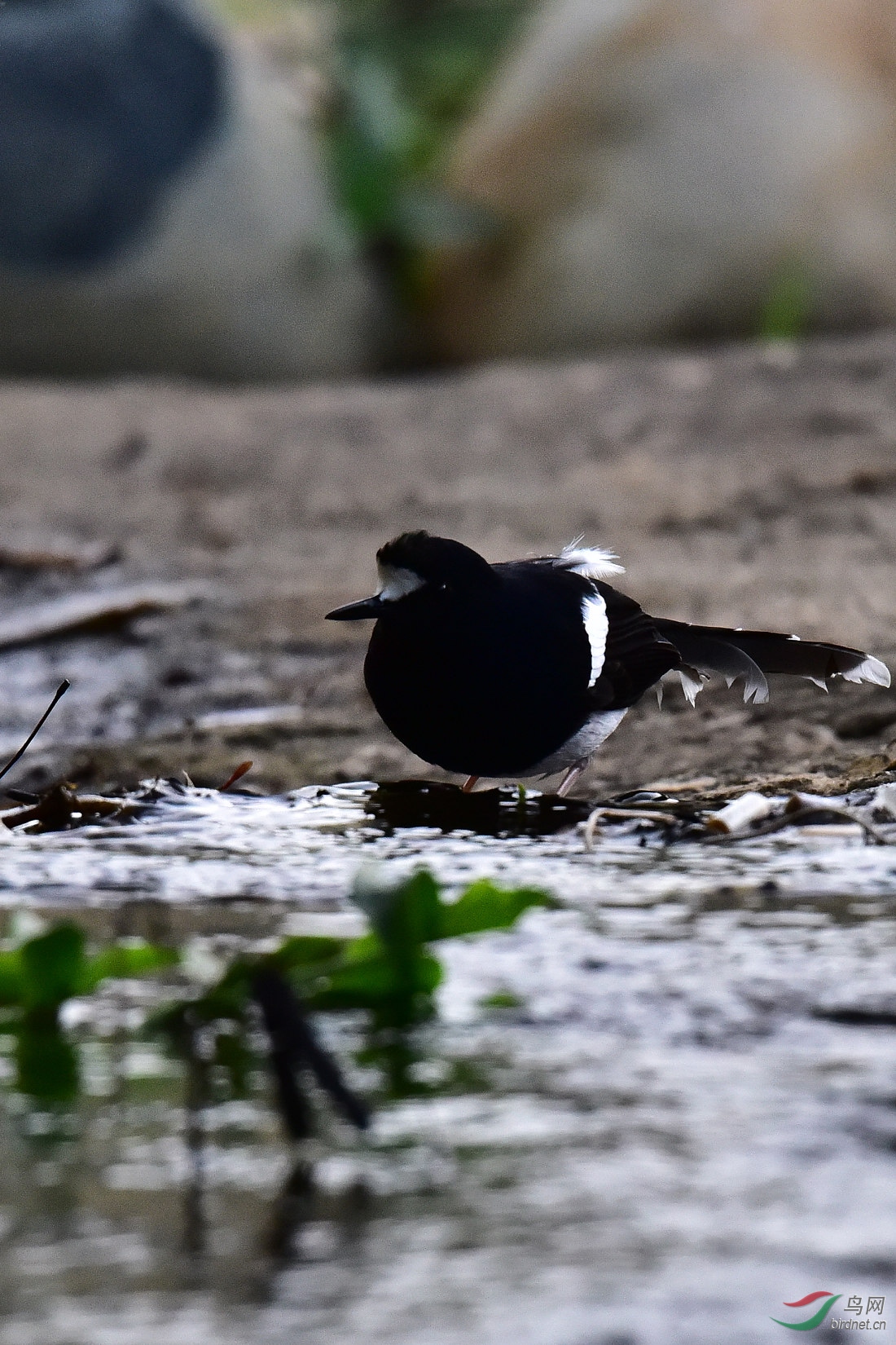 DSC_0975.JPG