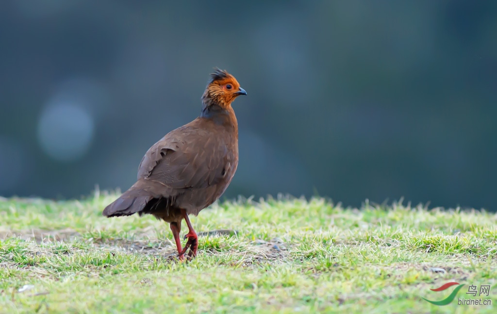 DSC_3219-0.jpg