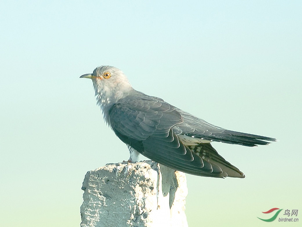布谷鸟