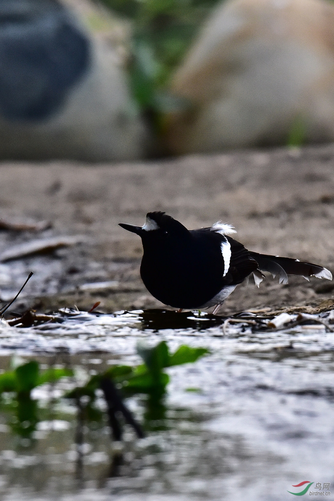 DSC_0977.JPG