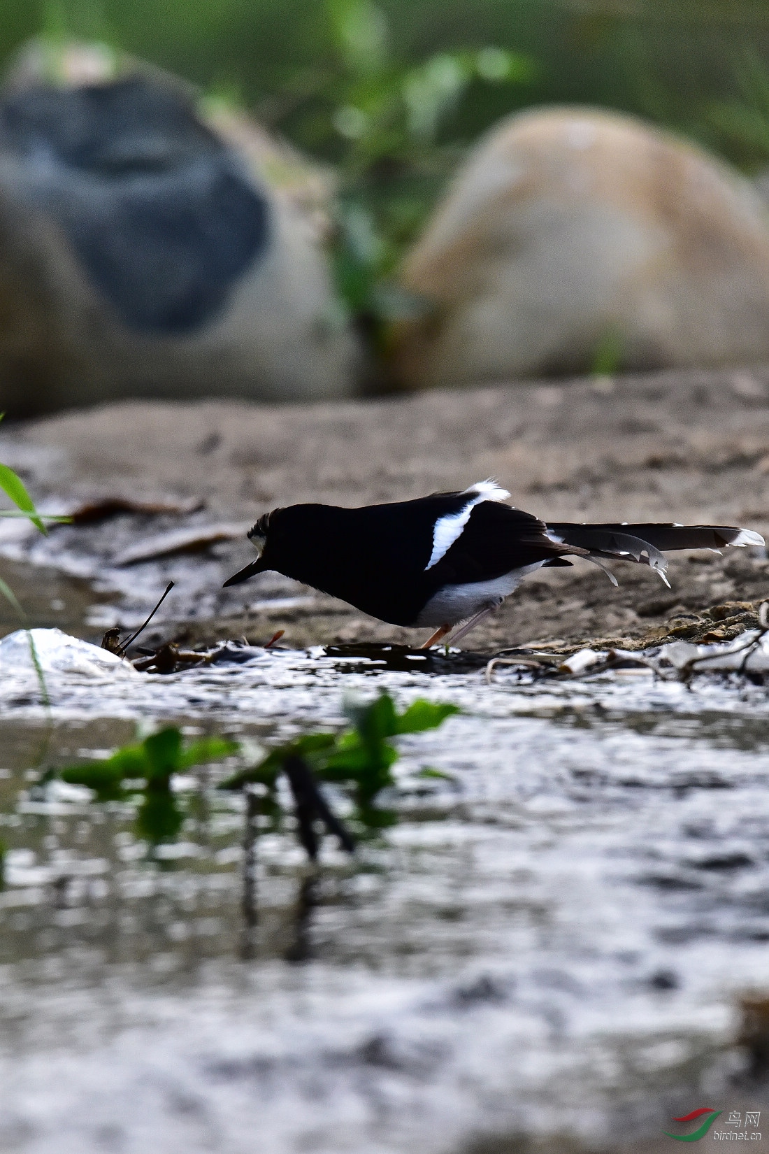 DSC_0978.JPG