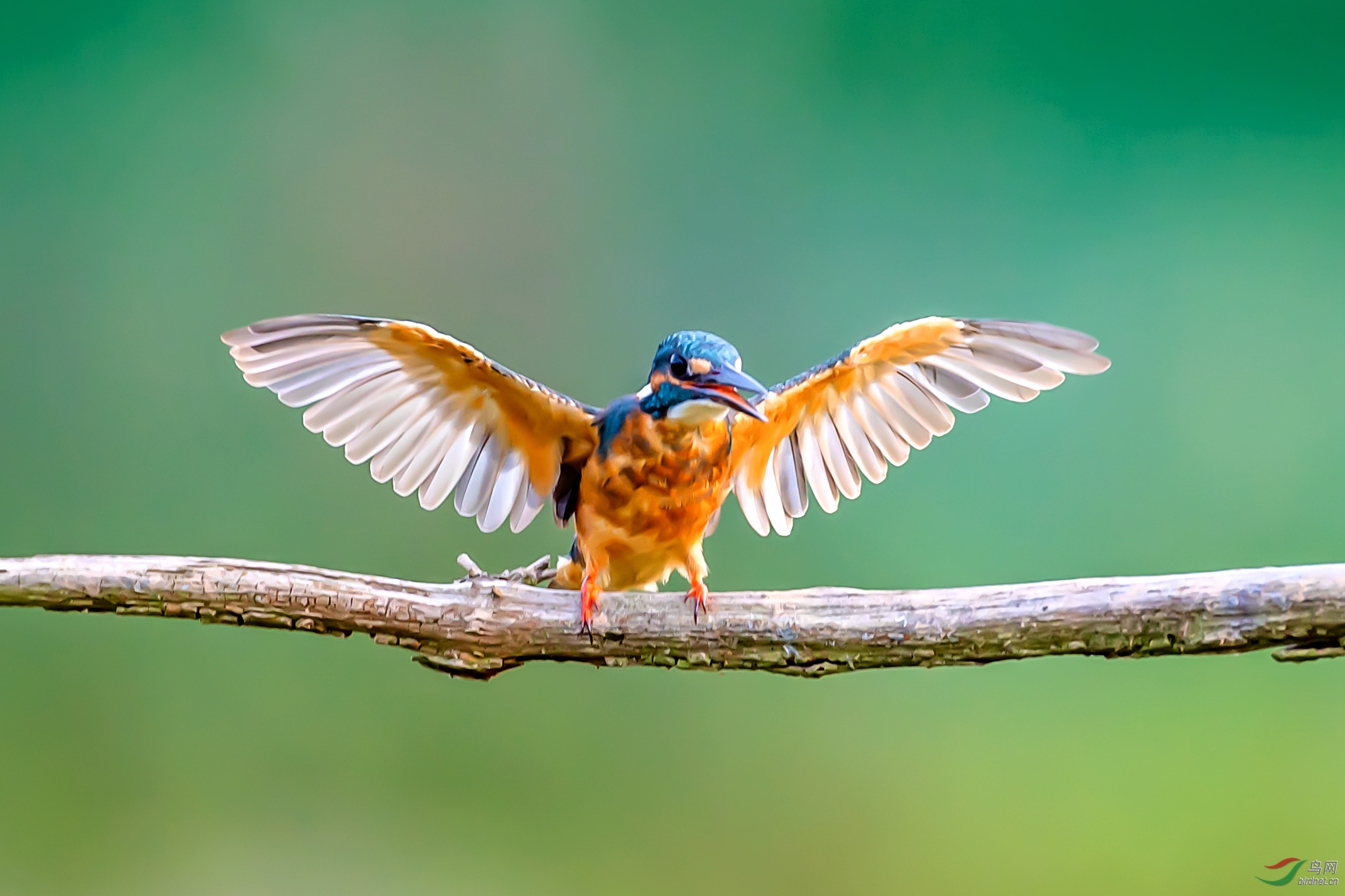 ���ֵ�С��