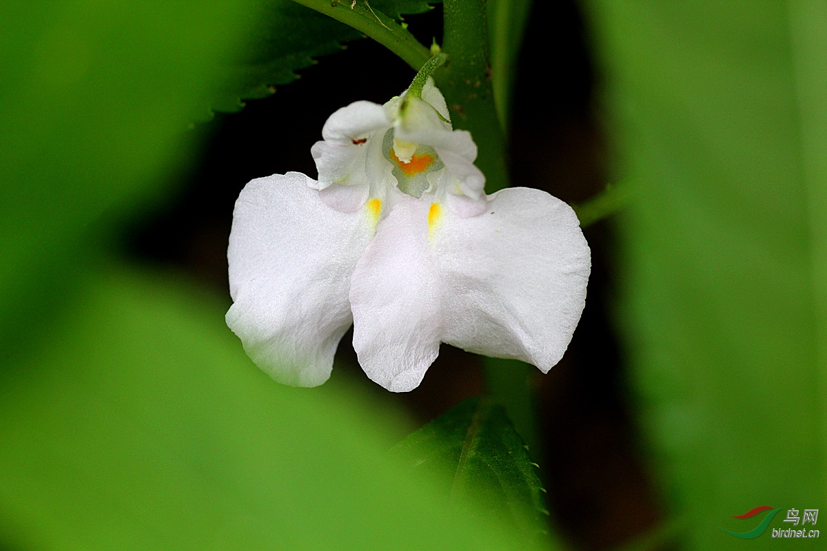 凤仙花 雄蕊图片