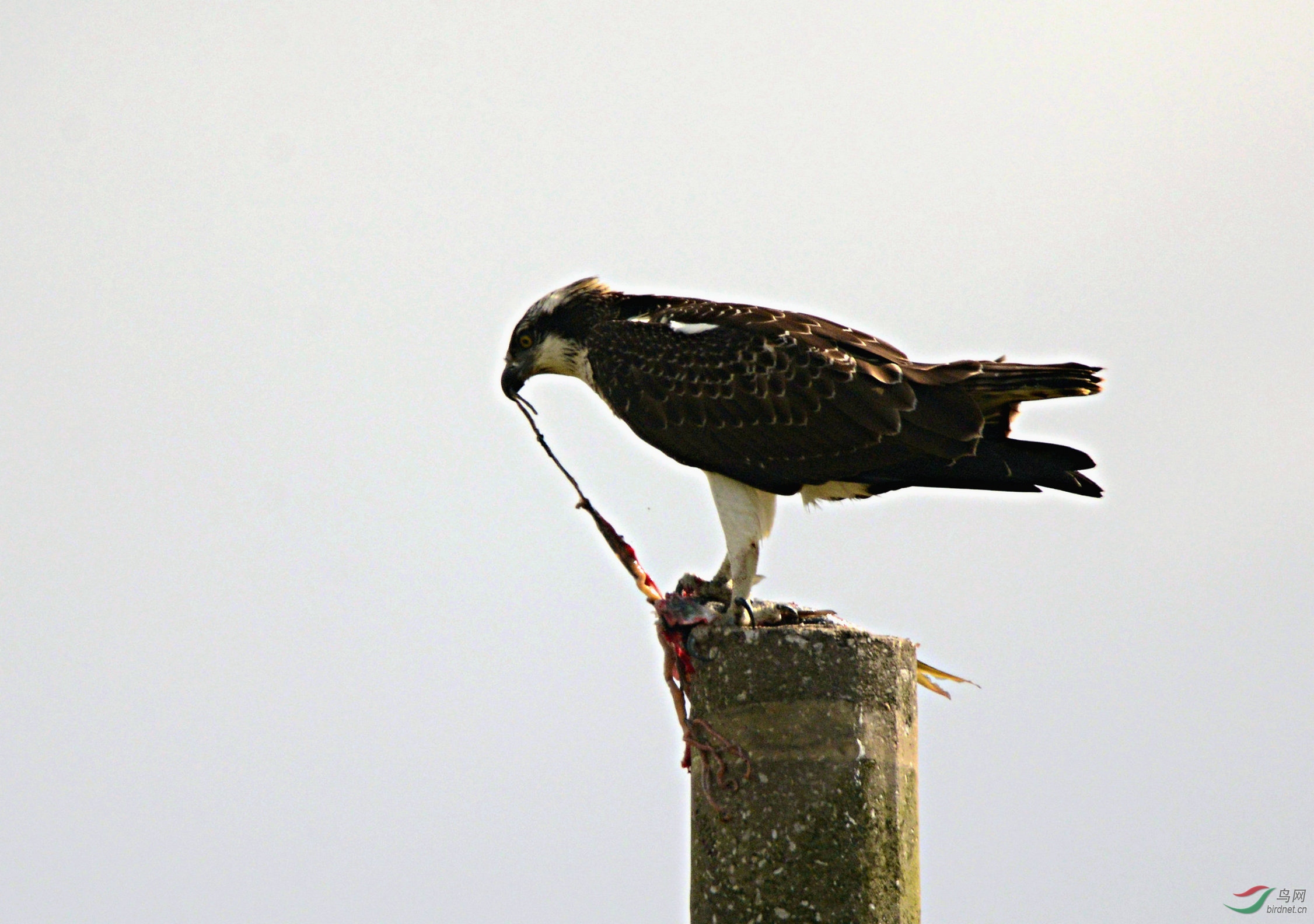 DSC_3004.jpg