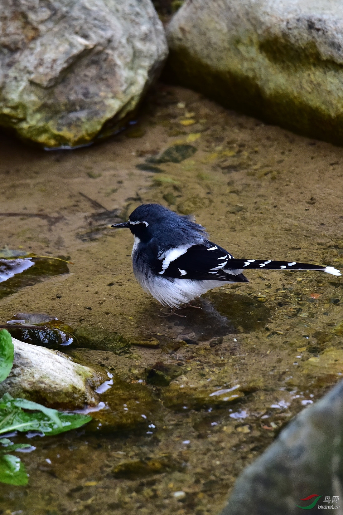 DSC_0985.JPG