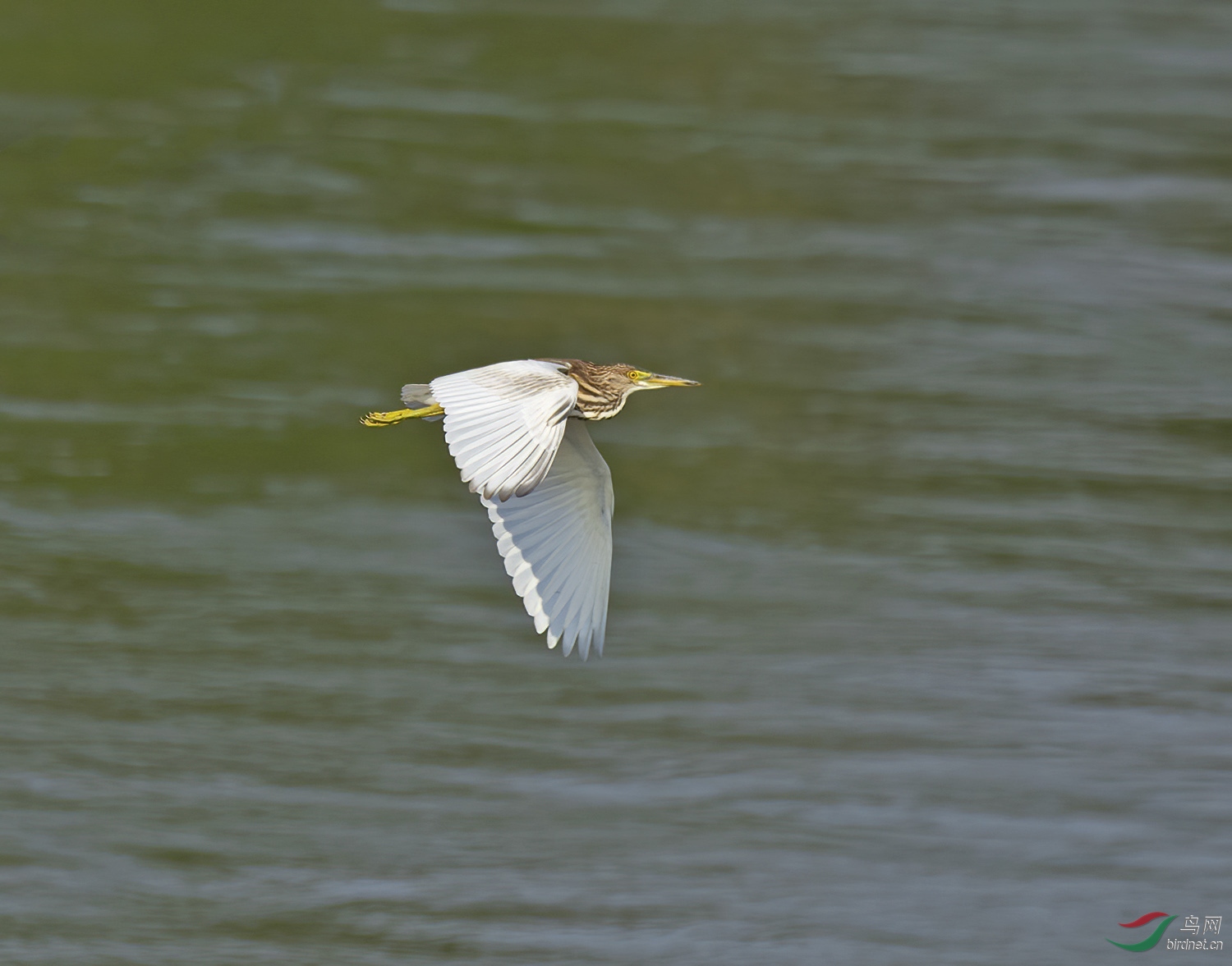 DSC_2532-1.jpg