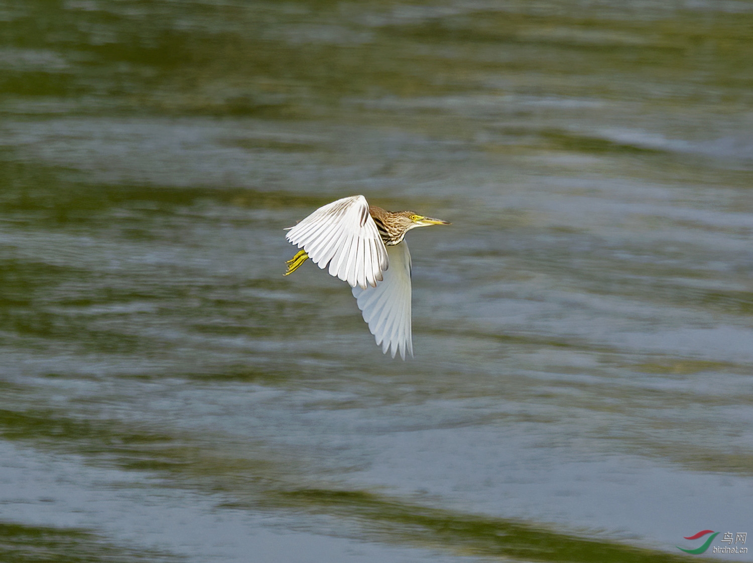 DSC_2530.jpg