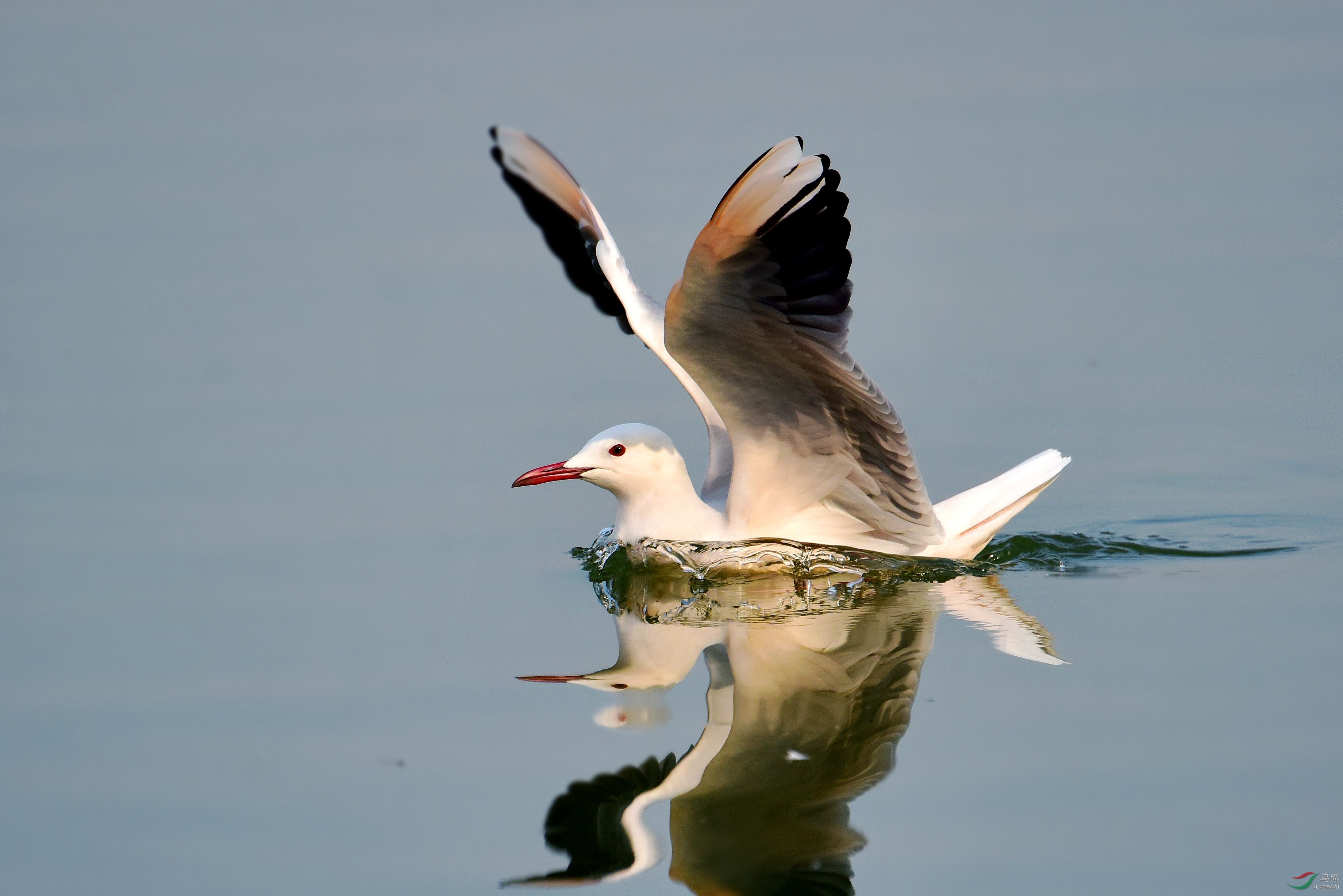 DSC_6247_conew2.jpg