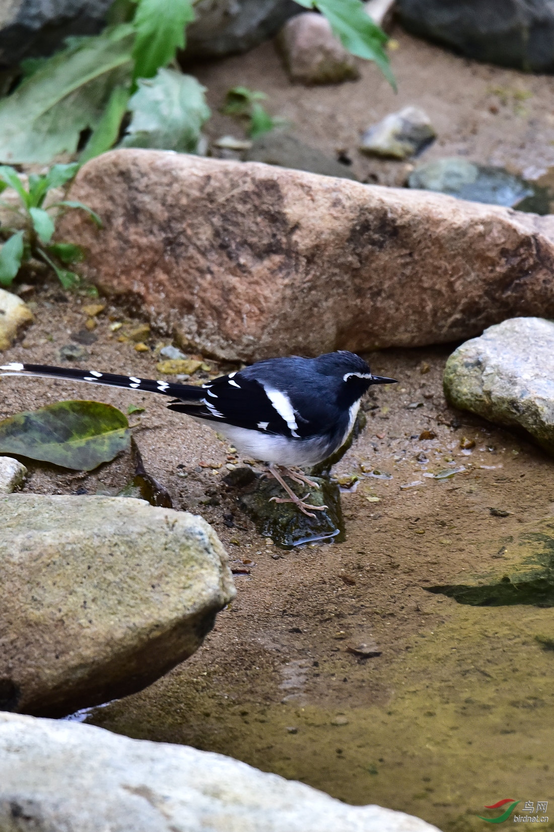 DSC_0988.JPG