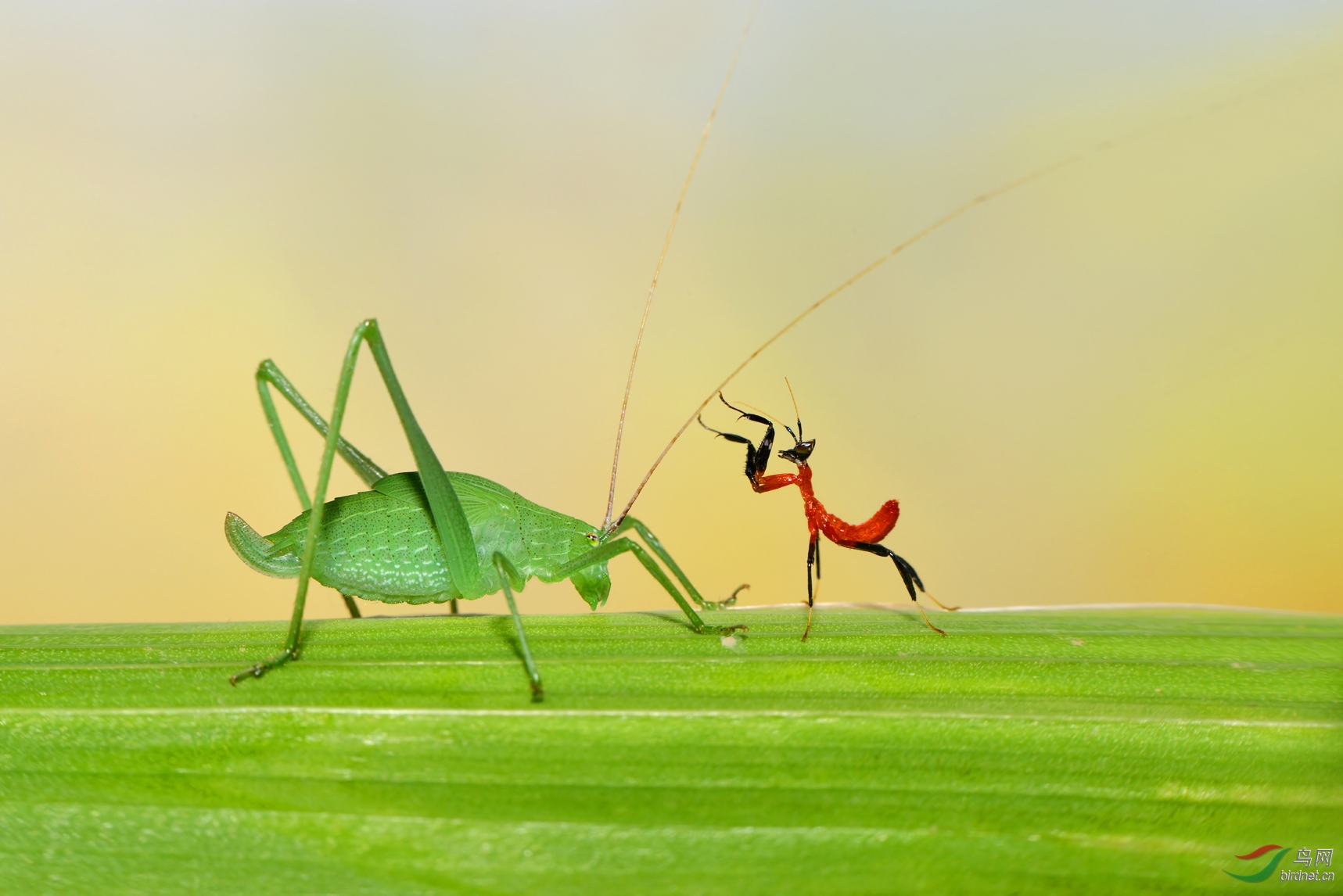 DSC_2083 ��������.jpg