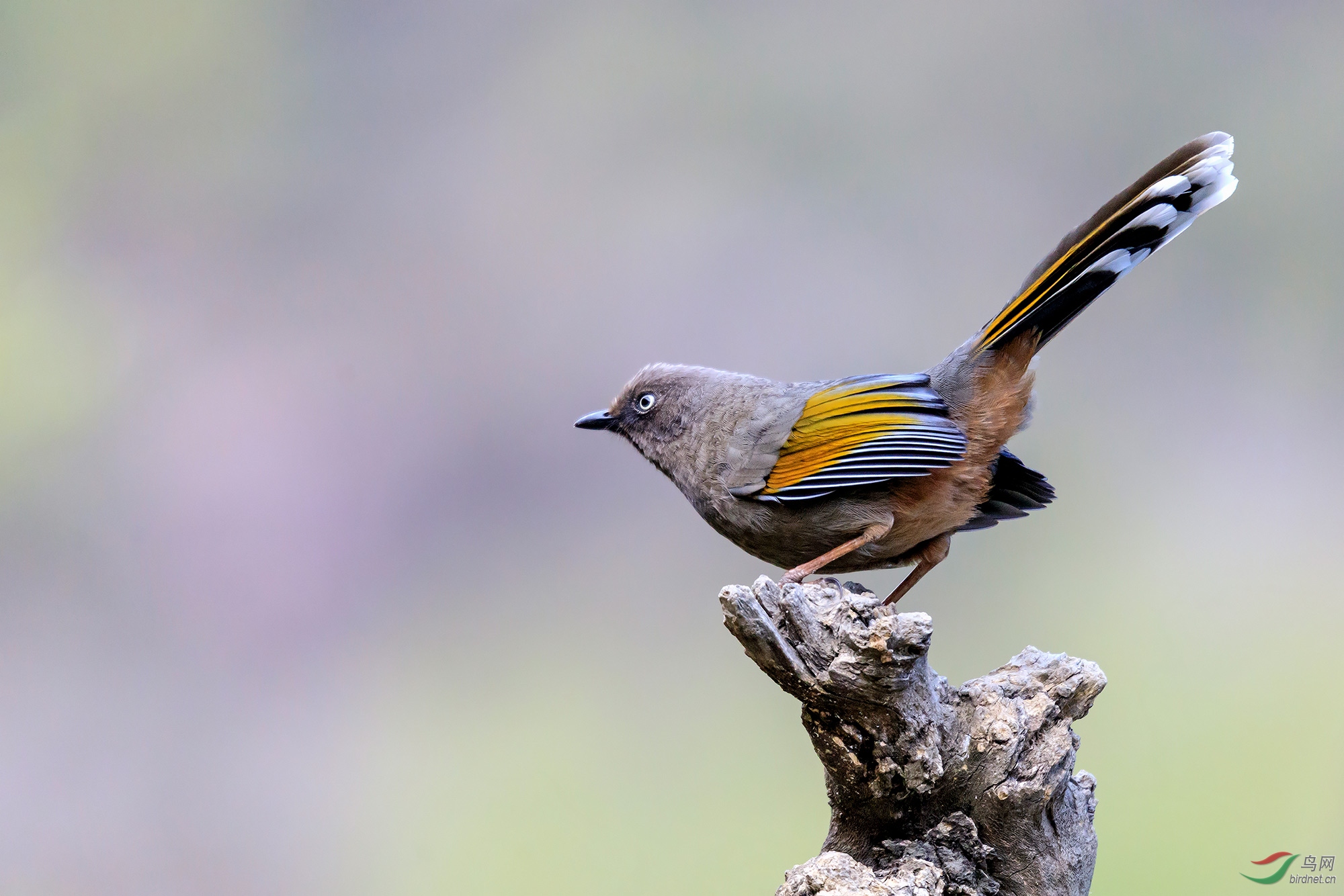 居高临下橙翅噪鹛