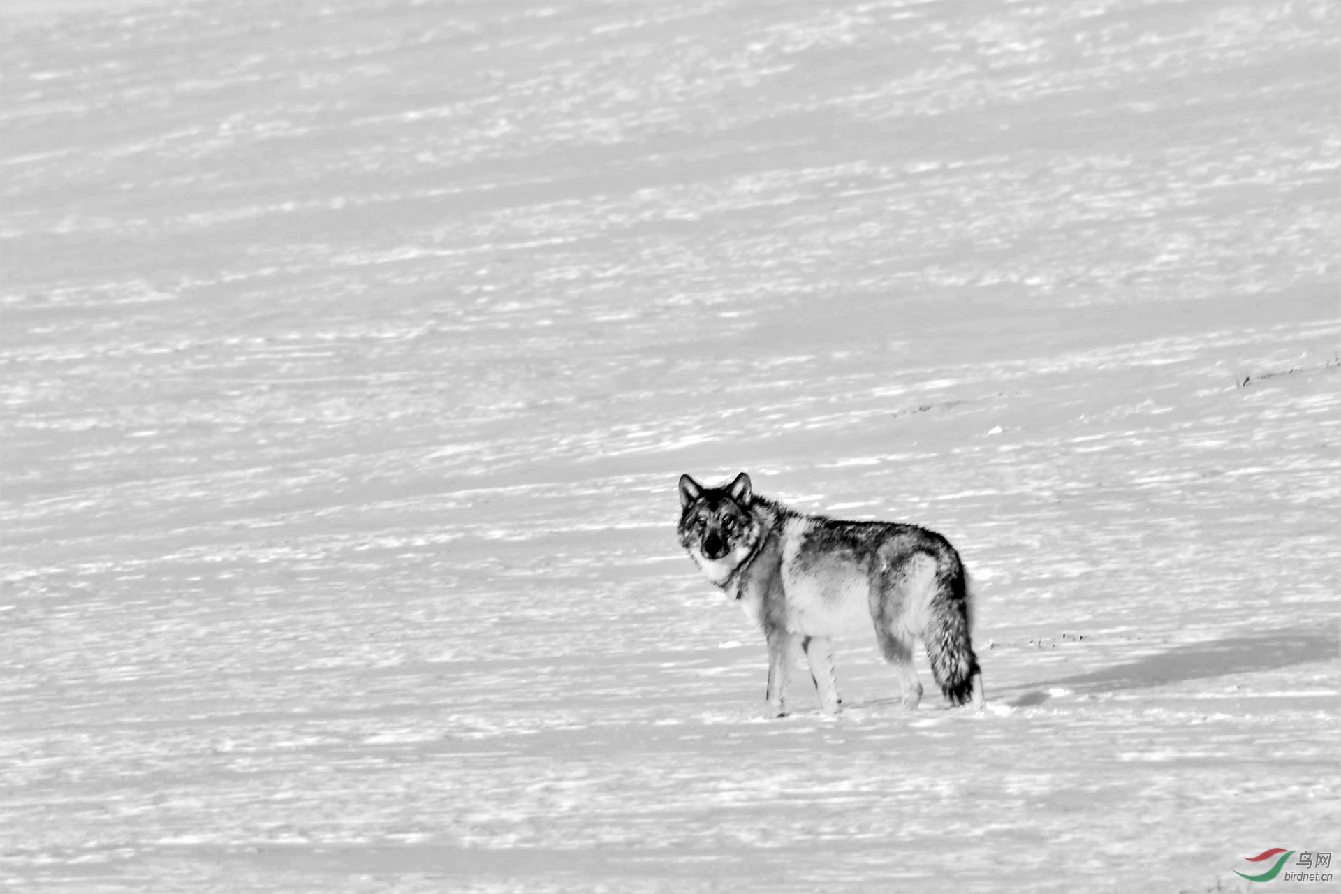 DSC_9323 (2)_����.jpg