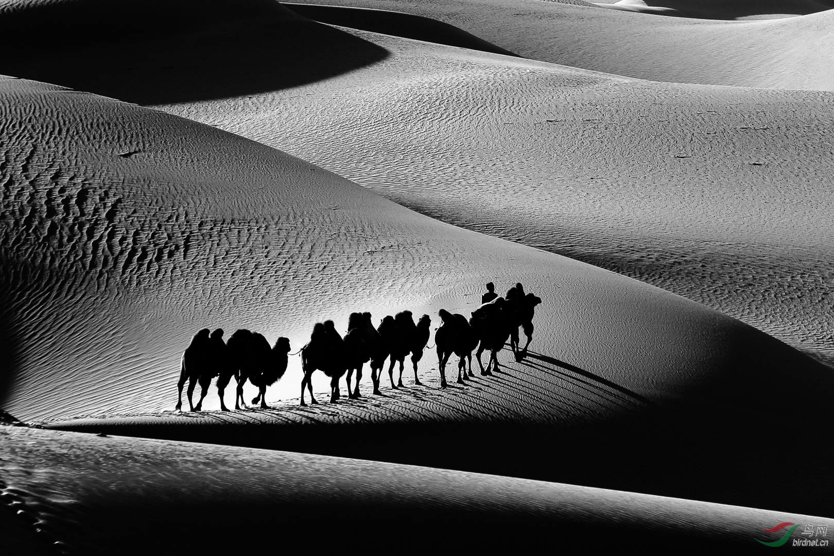 [综合] 沙漠与骆驼------祝贺老师佳作荣获黑白影像首页精华!