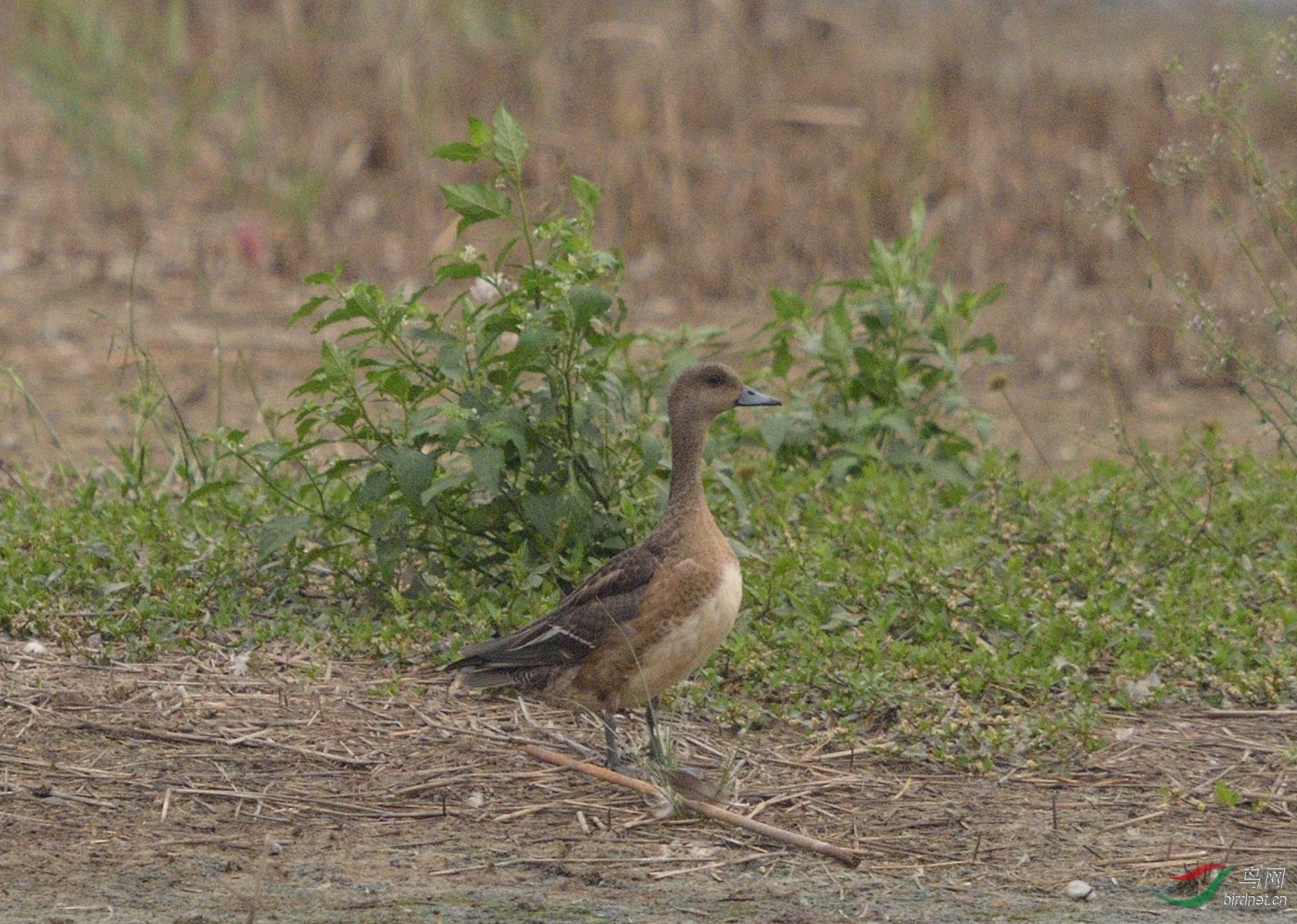 D4S_0093.jpg