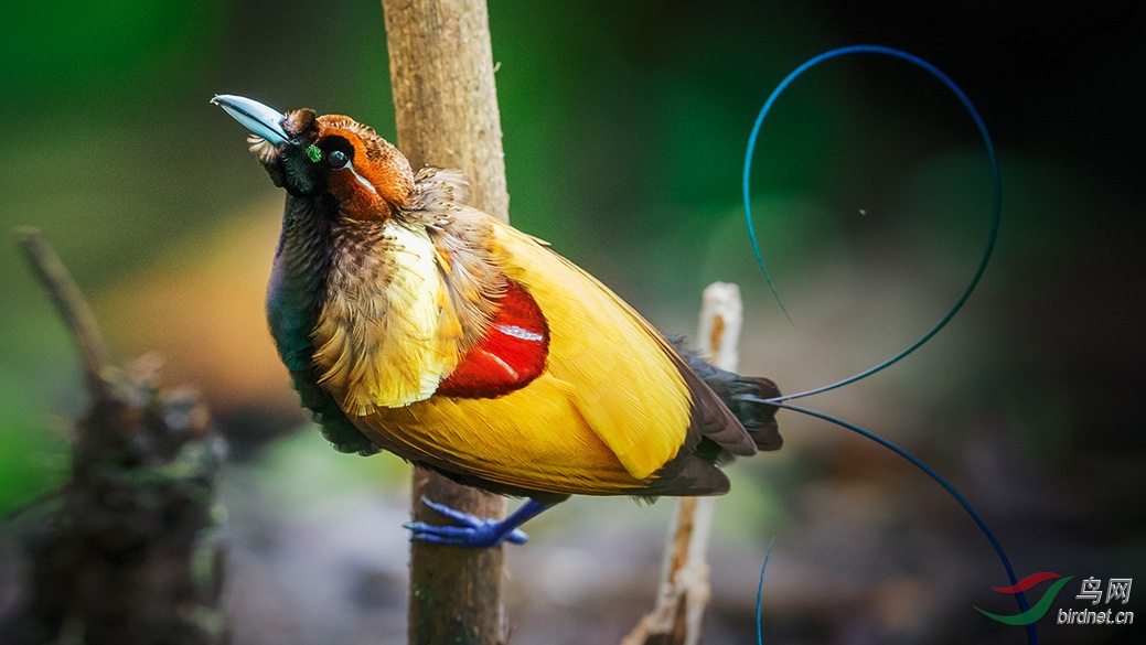 4-CF5V0642-1 ��ɫ������.jpg