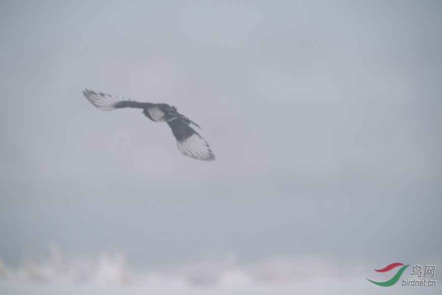 DSC00716.jpg