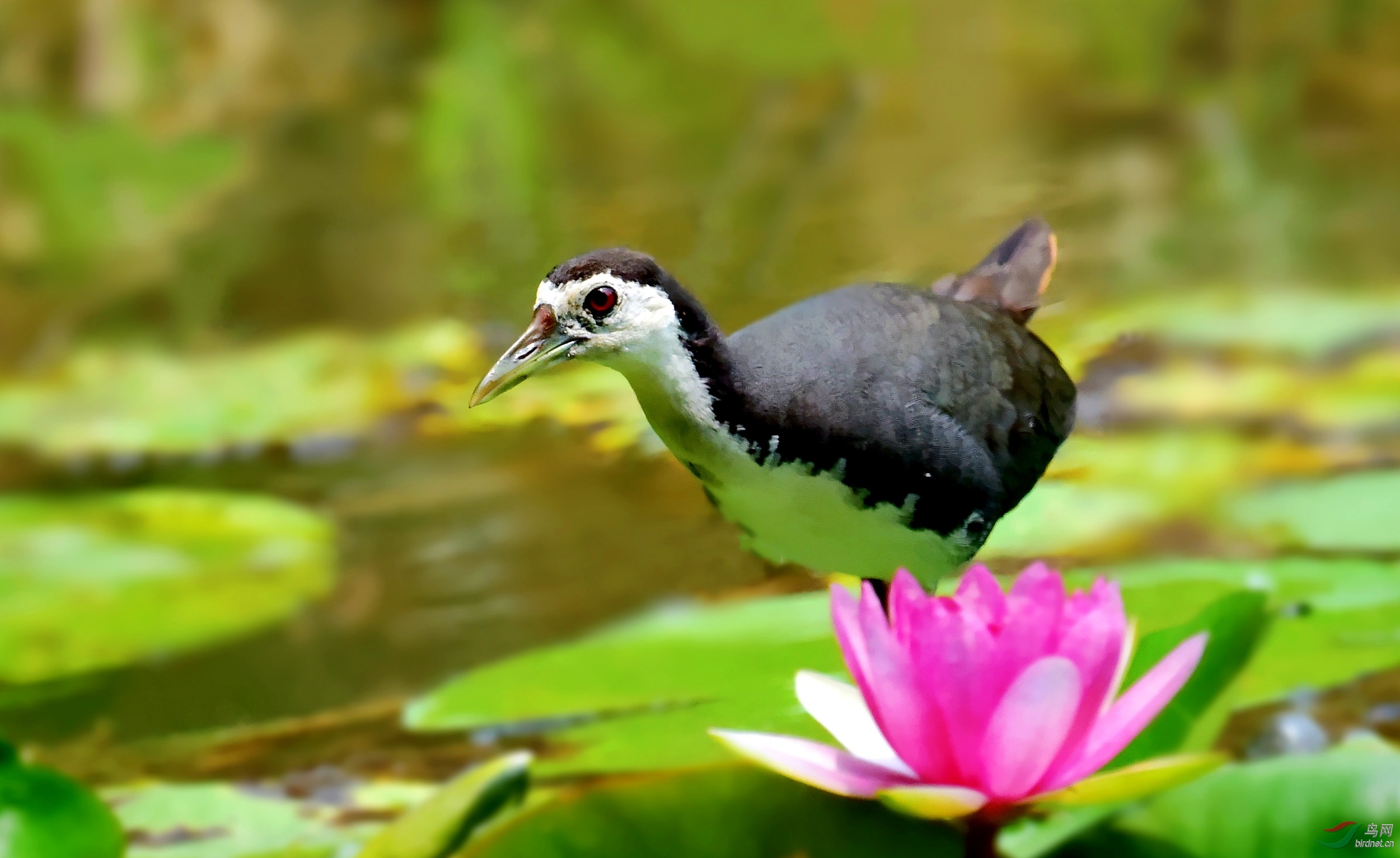 DSC_0316_conew3.jpg