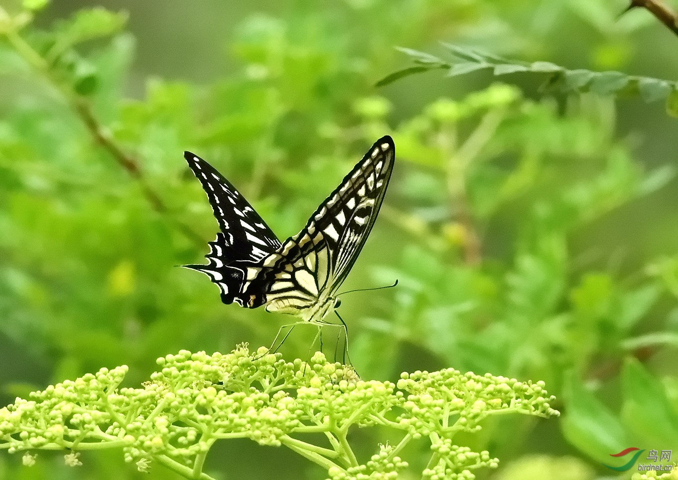 花香蝶自来