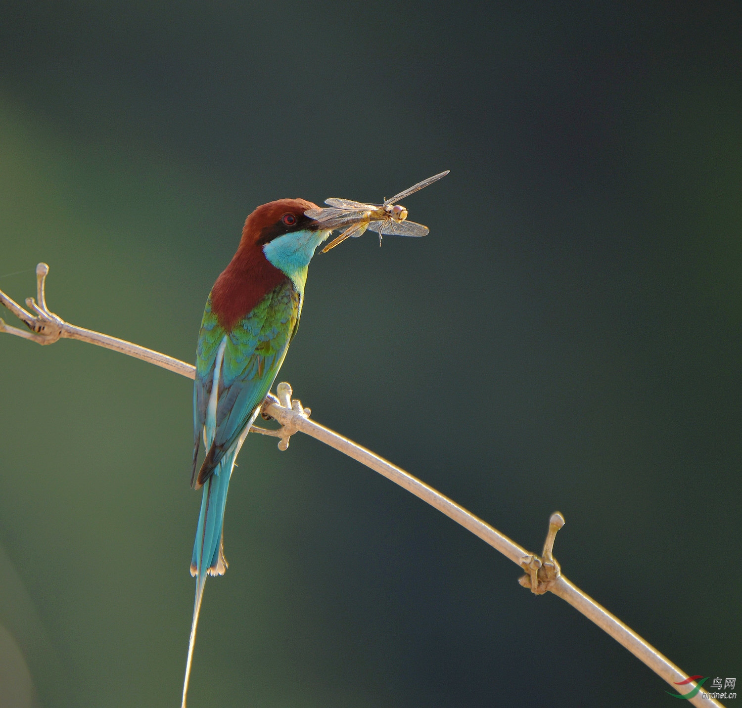 D8I_6030.jpg