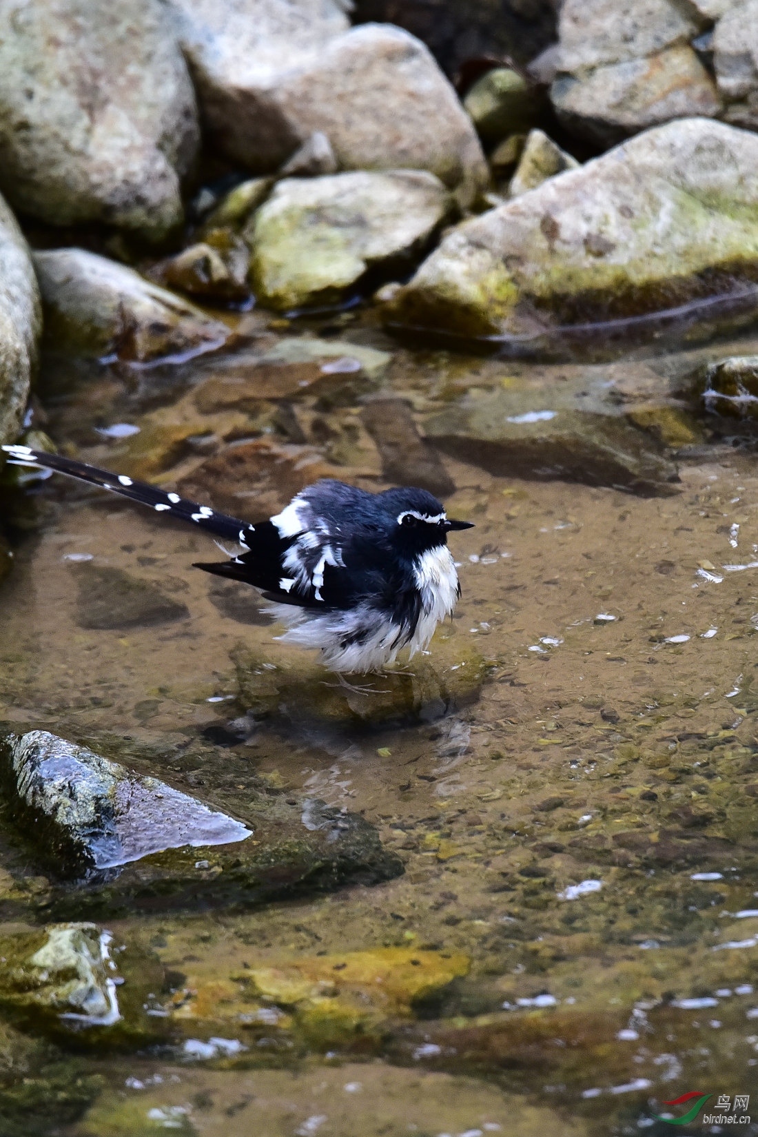 DSC_1004.JPG