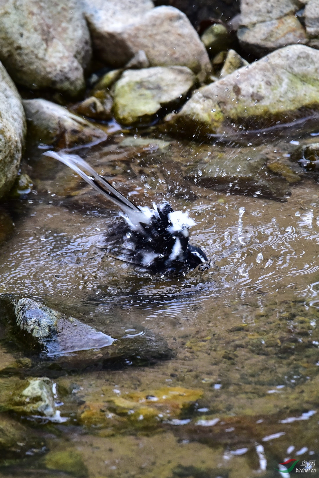 DSC_1006.JPG