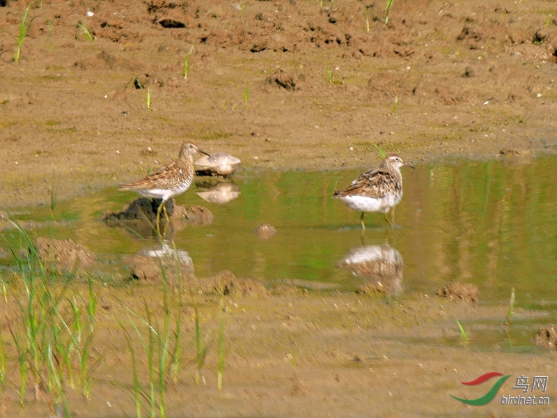 P5280280 - ����.JPG