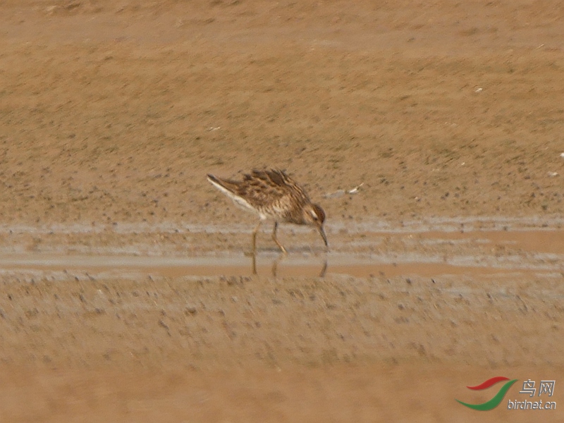 P5320272 - ���� (2).JPG