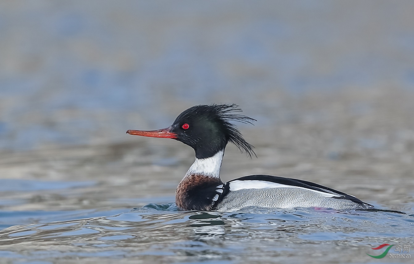 ������ɳѼ��׼��