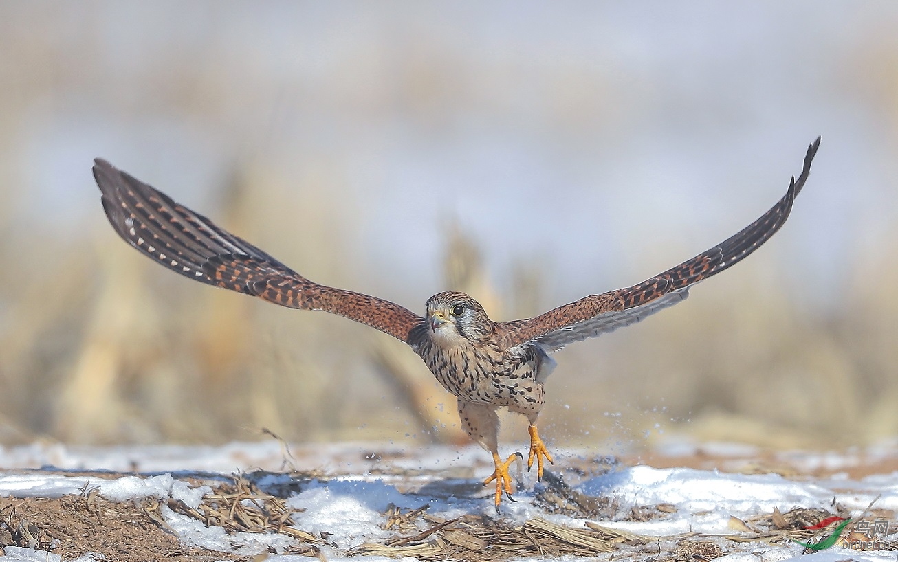 ���պ���