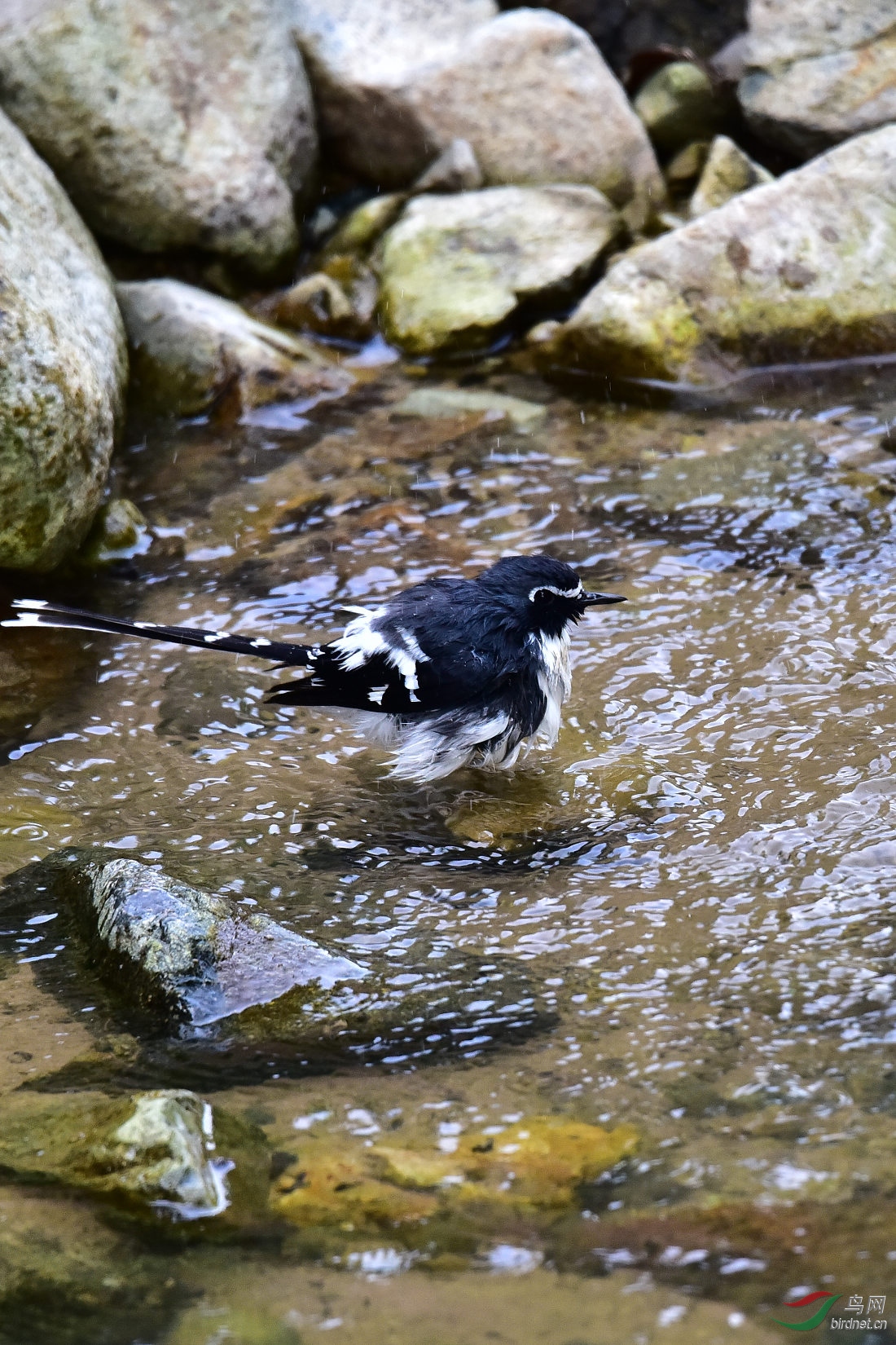 DSC_1009.JPG