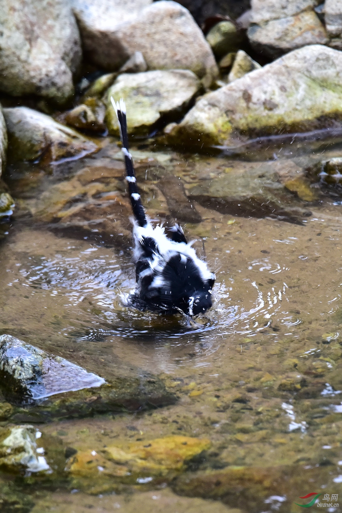 DSC_1012.JPG