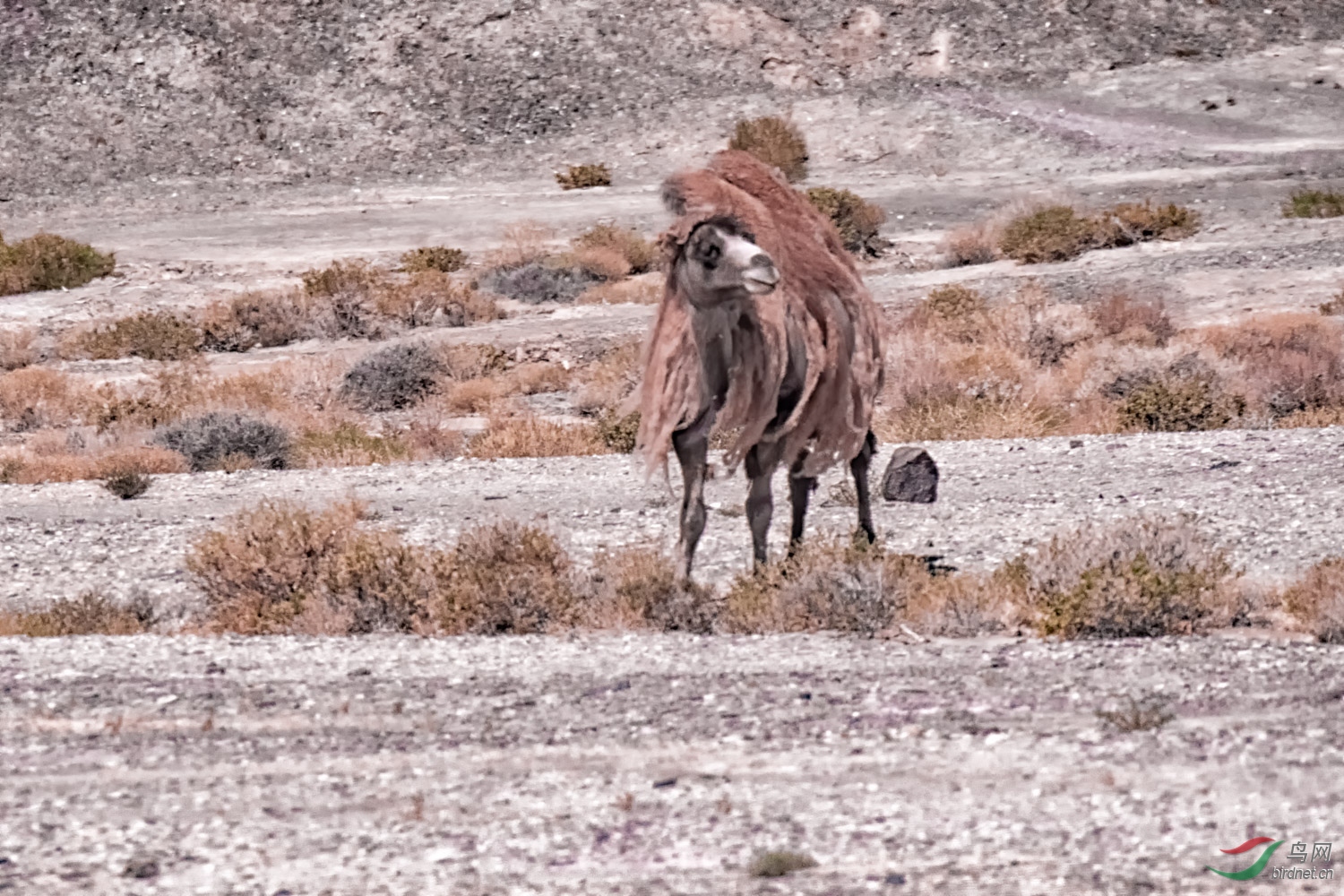 _DSC4365_1.jpg