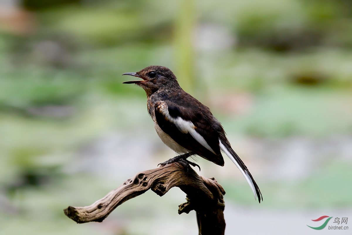 DSC_p6084.jpg