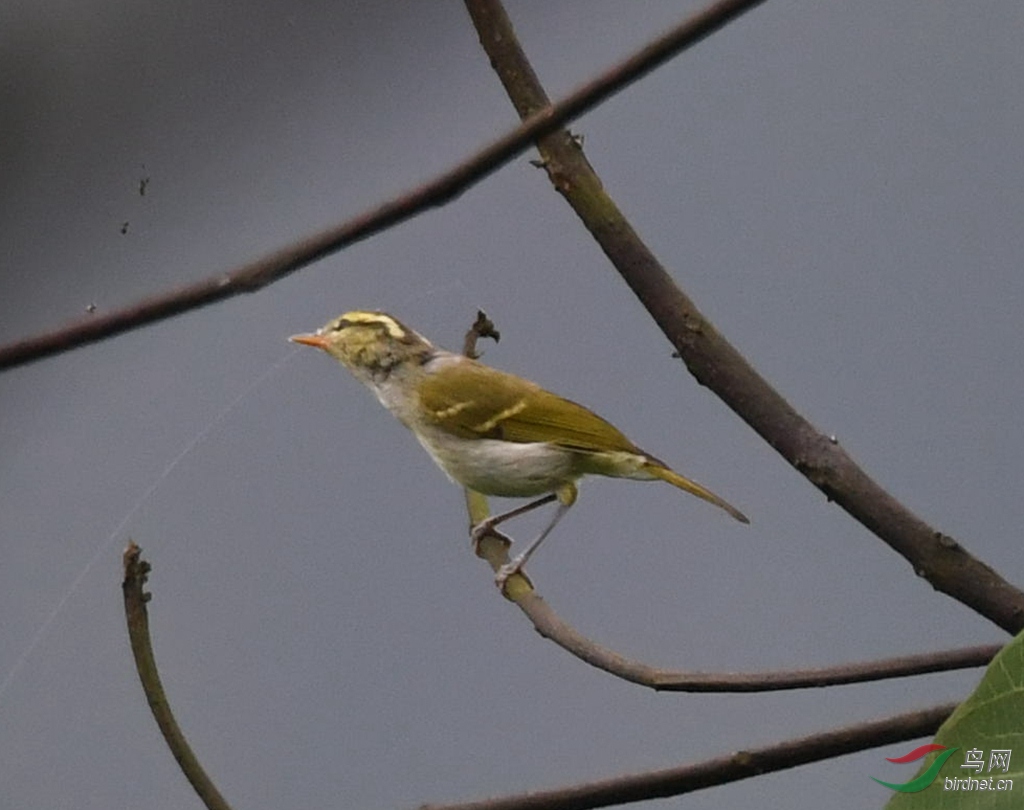 DSC_6052.jpg