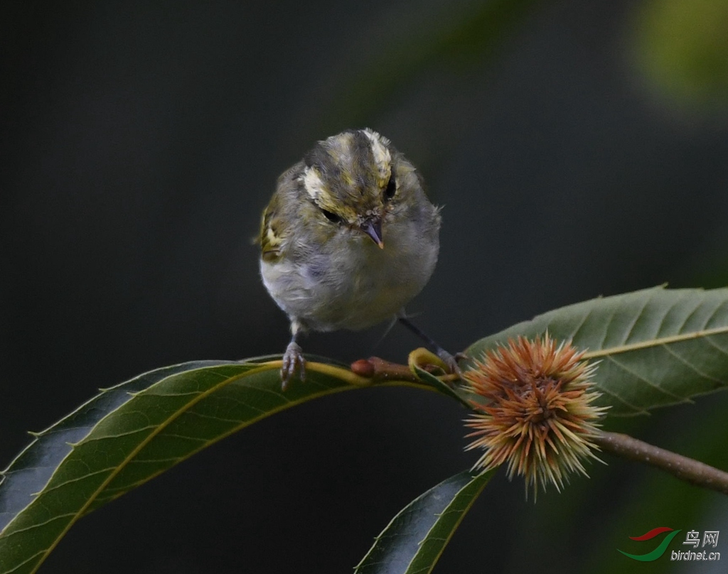 DSC_6101.jpg