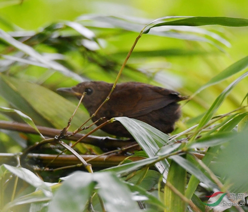 DSC_6251.jpg