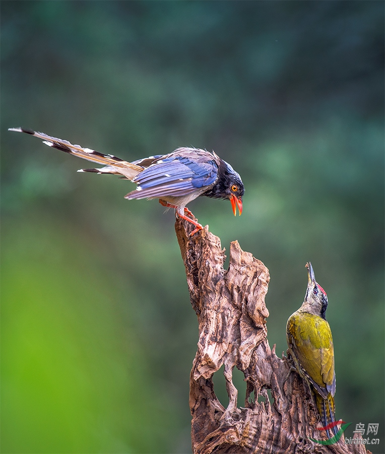 ������ȵ���ۺ�����ľ��