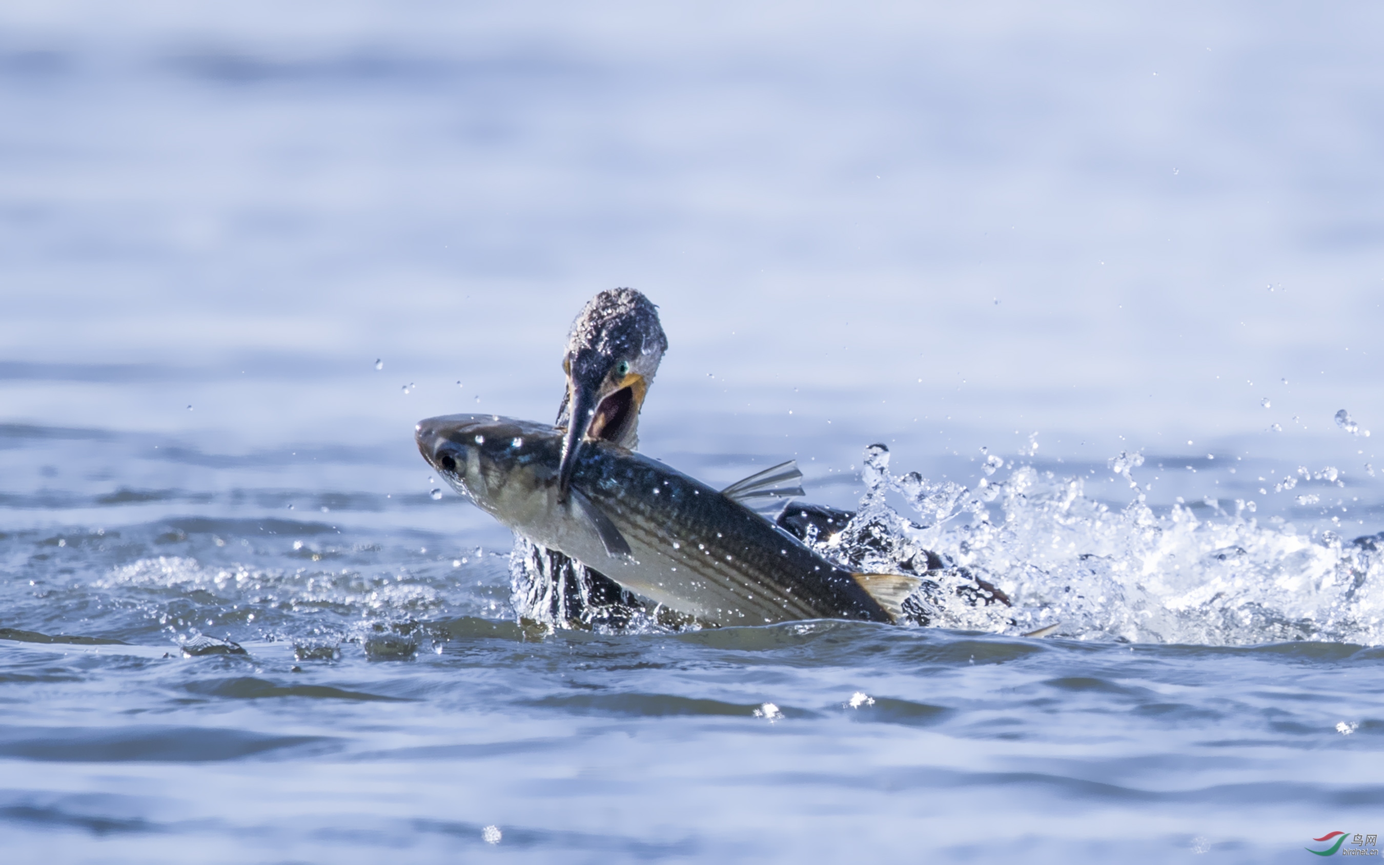 鸟类好收获大鱼