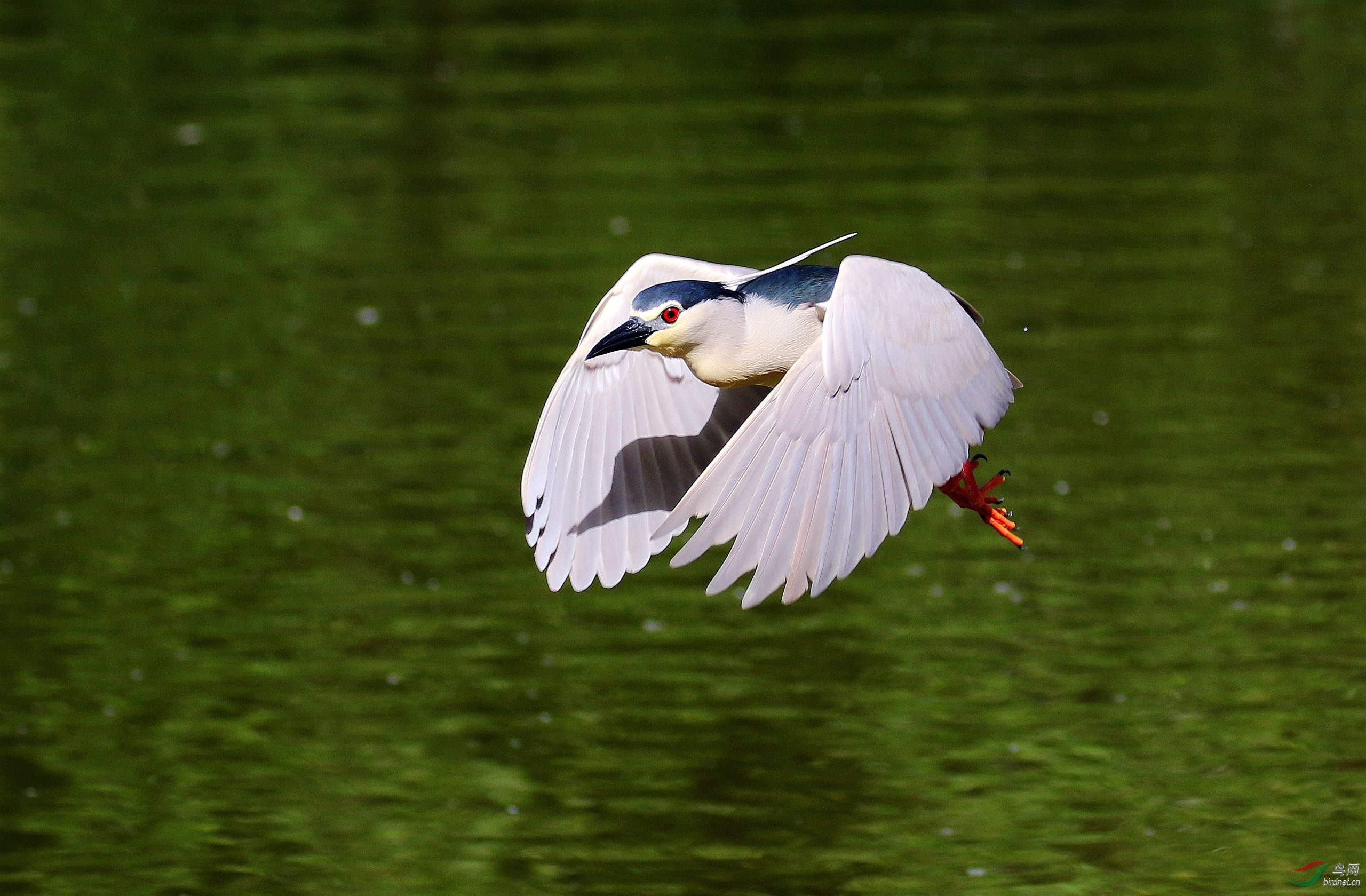 红眼红爪飞掠湖面