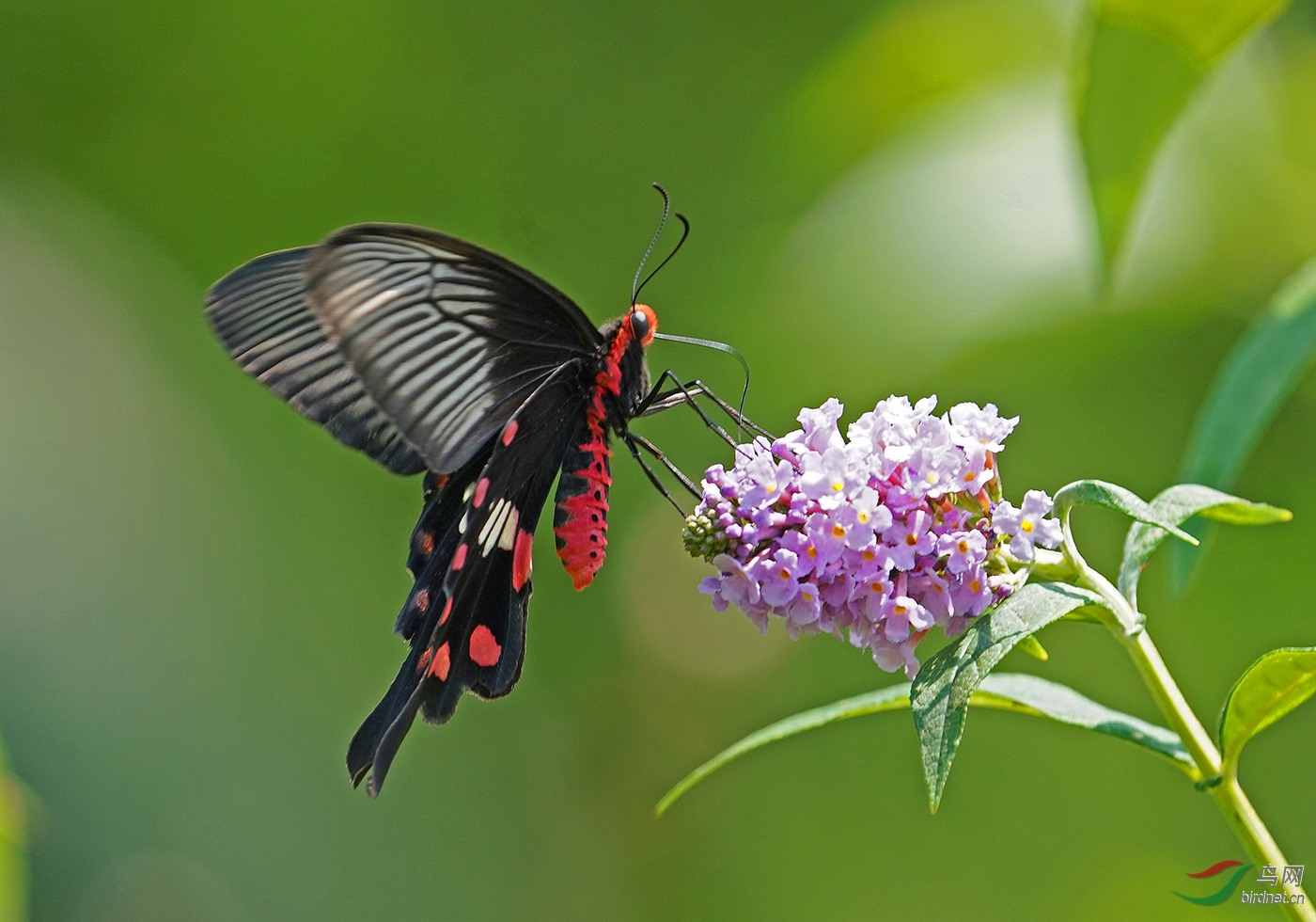 DSC09816----.jpg