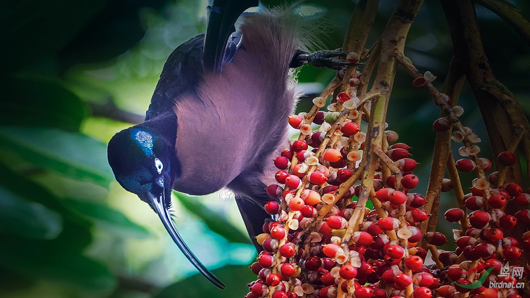 巴布亚新几内亚拍天堂鸟之旅