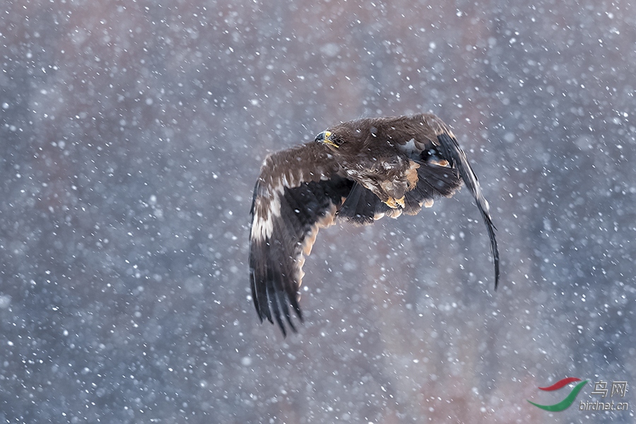 6DSC_1123_DxOa.jpg