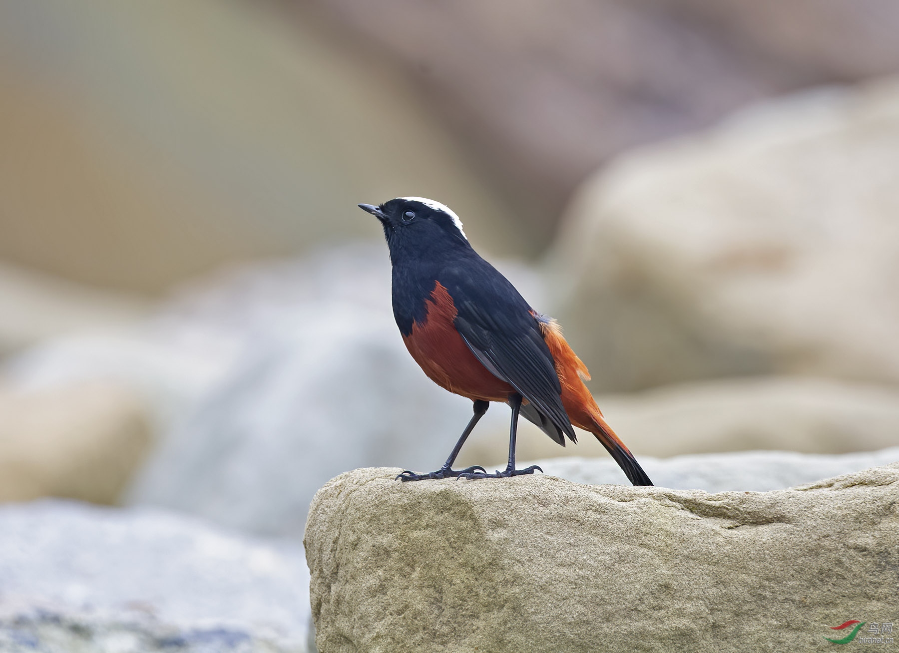 DSC_3735.jpg