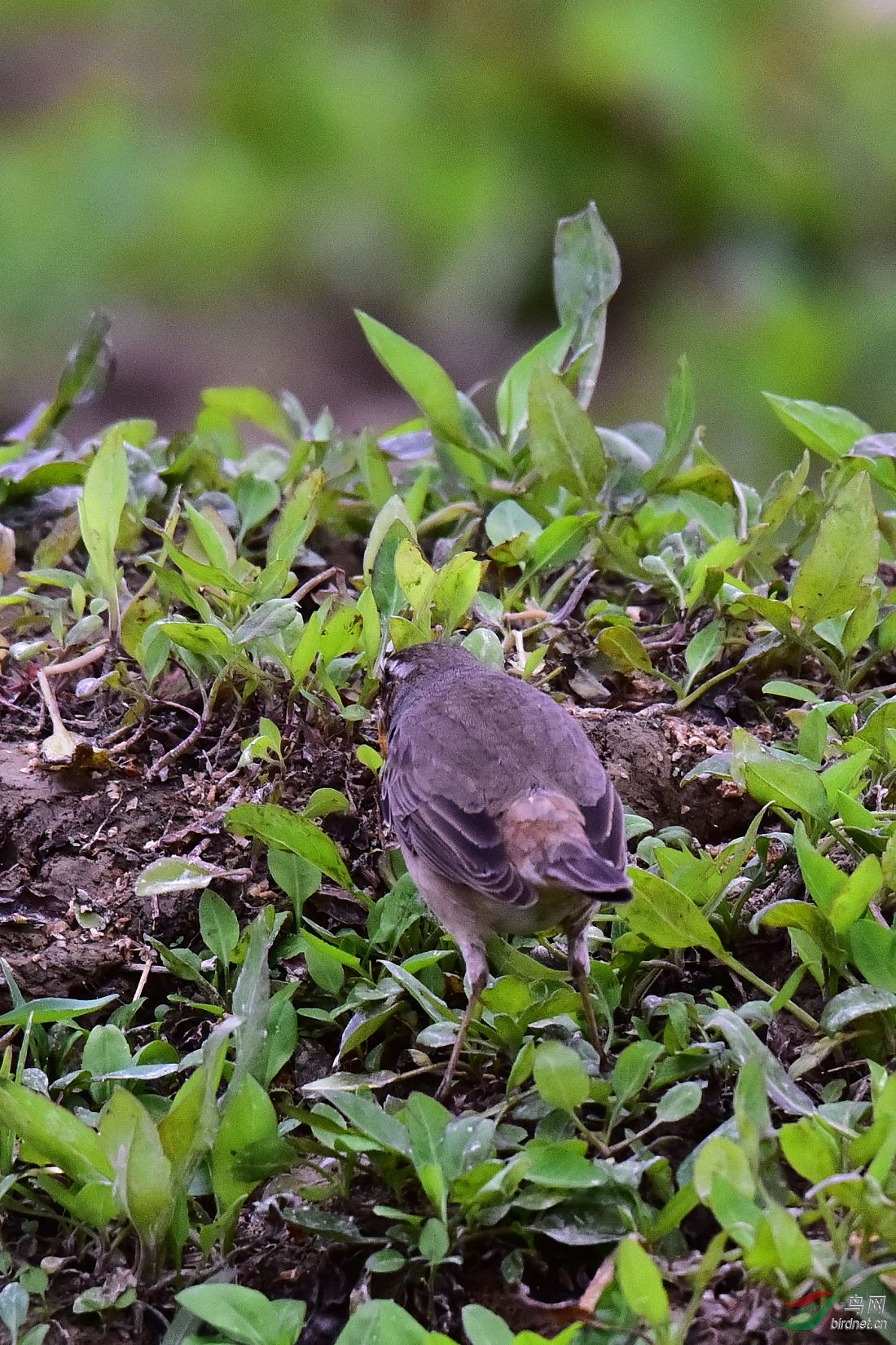 DSC_1032.JPG